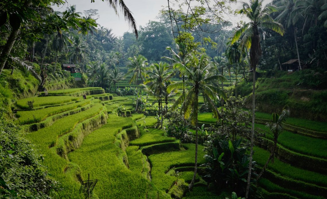 green rice field